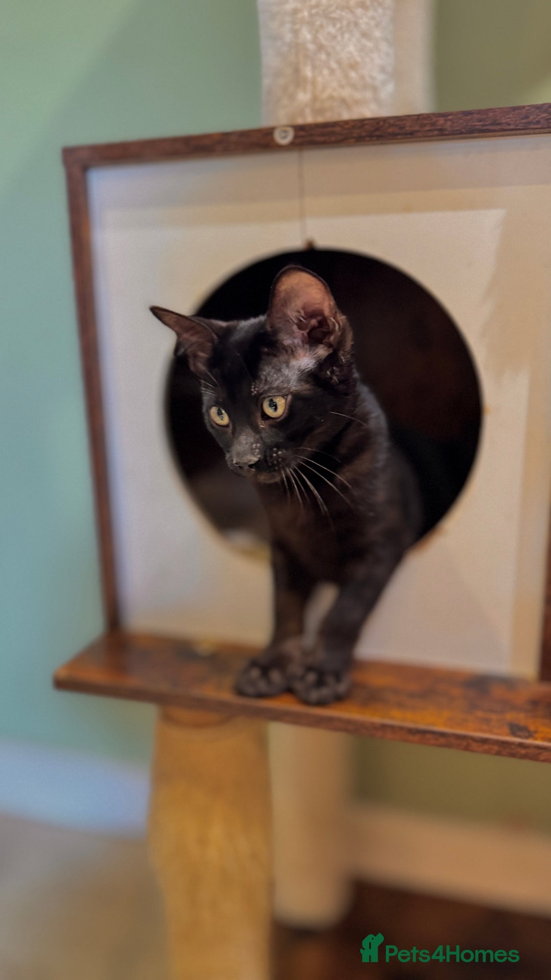 Bengal cats for sale: Rare Bengal Kittens Black, Smoke & Charcoal - Image 8