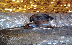 Miniature Dachshund dogs for sale: 7 MINIATURE DUSCHUND PUPPIES 🐶  - Image 14