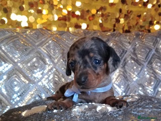 Miniature Dachshund dogs - Advert 10