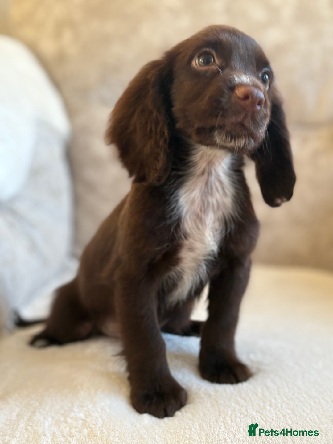 Cocker Spaniel dogs for sale: Stunning cocker spaniel puppies  - Advert 8