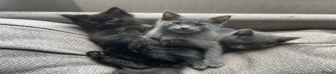 Mixed Breed Kitten 1
