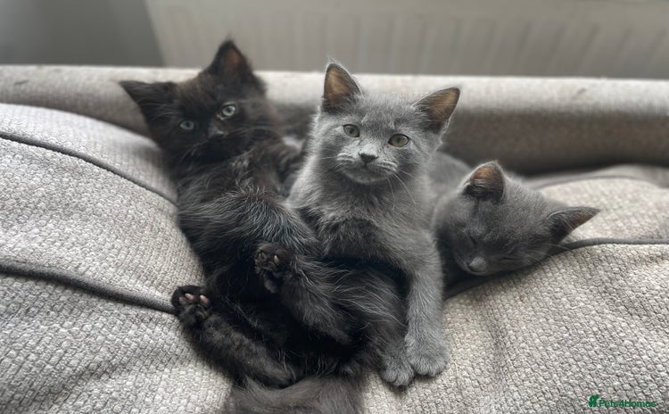Mixed Breed cats - Advert 15