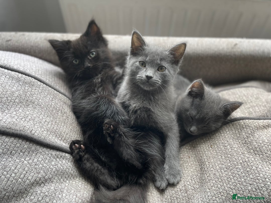 Mixed Breed cats for sale: Ragdoll cross beautiful friendly kittens - Image 1