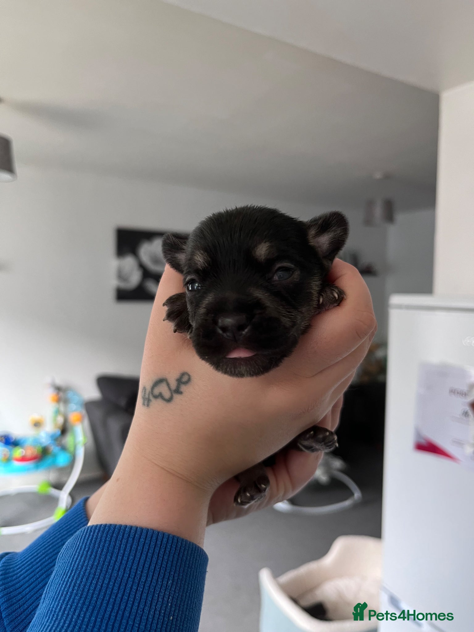French Bulldog dogs Quality Frenchbulldog puppies⭐️ - Advert 16