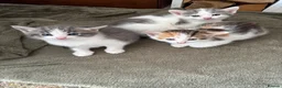 Mixed Breed cats for sale: Beautiful Kitten ready for new homes 9th July  in Craven Arms - Advert 6