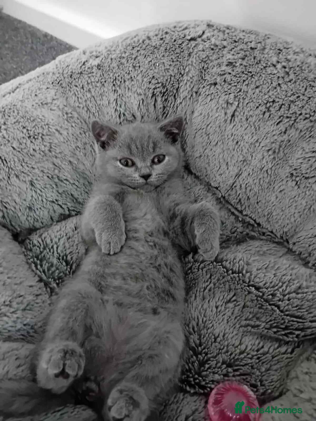 British Shorthair cats British shorthair kittens LAST BOY  - Advert 1