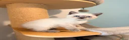 British Shorthair cats for sale: Beautiful Colour point kittens available now! - Advert 12
