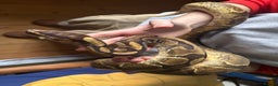 Python Snake reptiles for sale: Ball Pythons Leopard YB lesser enchi gravel pastel - Advert 10