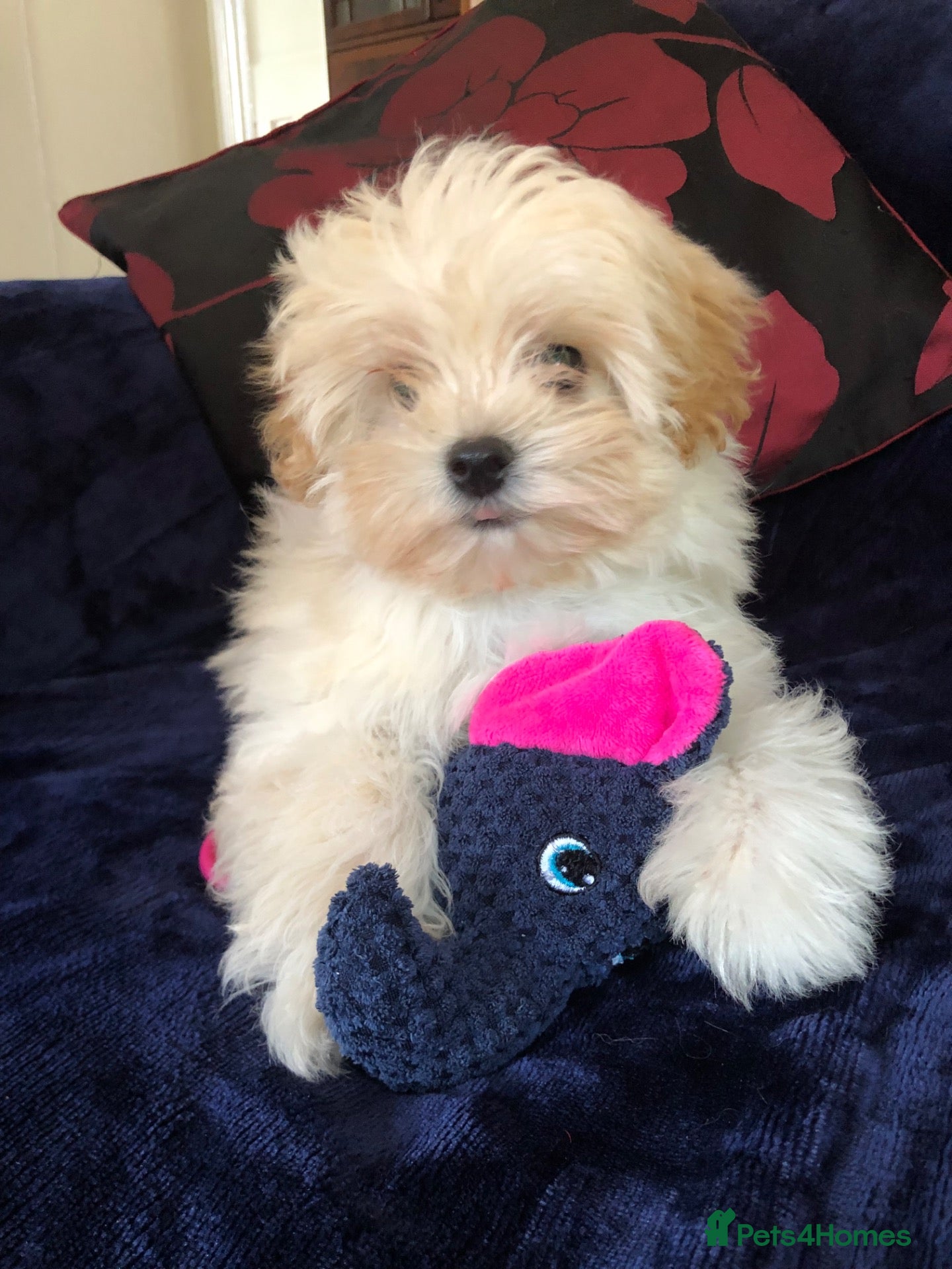 Maltipoo dogs Maltipoo puppies for sale  - Advert 2