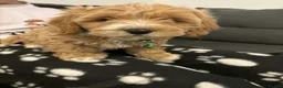 Havapoo dogs for sale:  READY TO GO afterTuesdayLovely havapoos,2Girls1Bo - Advert 6