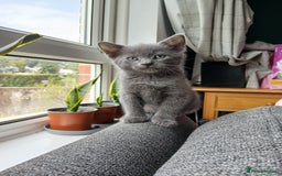 Mixed Breed cats for sale: Kittens  - Image 6