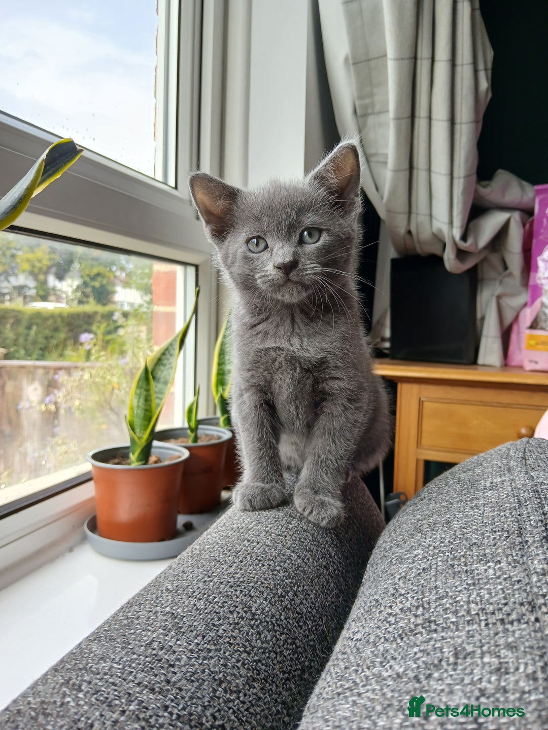 Mixed Breed cats for sale: Kittens  - Image 6