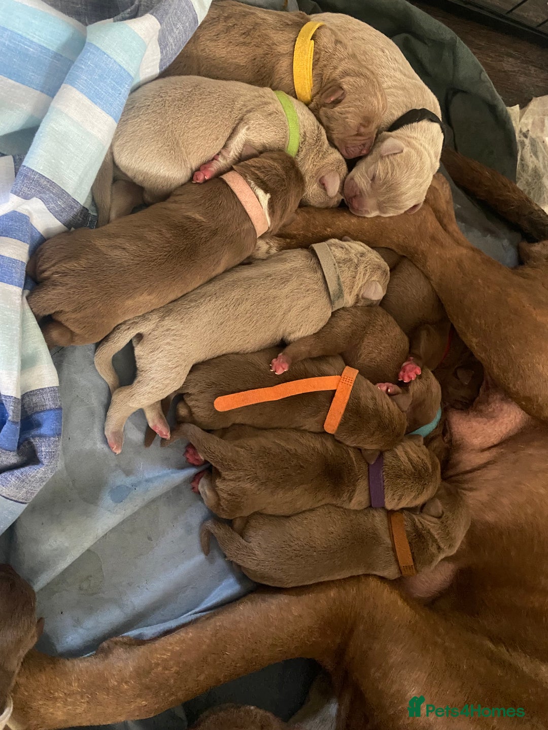 Staffordshire Bull Terrier dogs for sale: Staff puppies - Image 7