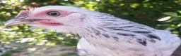 Chickens poultry for sale: Chicks, Chickens, Ducklings & Hatching Eggs - Advert 7