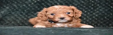 Cavapoo Puppy 1