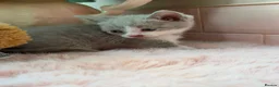 Scottish Fold cats for sale: Stunning Scottish fold & Selkirk Rex kitten  - Advert 23