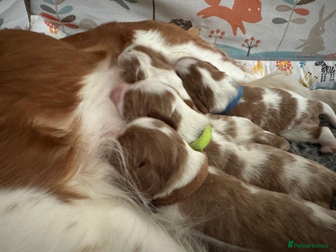 Cavalier King Charles Spaniel dogs for sale: Fully Health Tested Male CKCS Puppies - Image 8