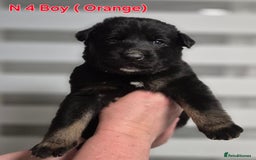 German Shepherd dogs for sale: German Shepherd puppies  - Advert 12