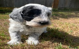 Cockapoo dogs for sale: Beautiful cockapoo puppies for sale - Image 11