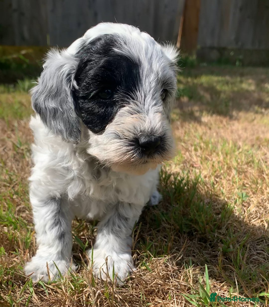 Cockapoo dogs for sale: Beautiful cockapoo puppies for sale - Image 11