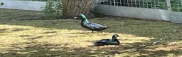 Ducks poultry for sale: Bantam pair of Black East Indian ducks - Advert 6