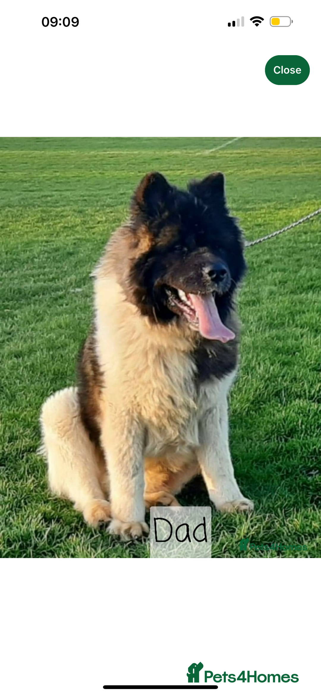 Akita dogs for sale: Long hair Akita puppy  - Advert 5
