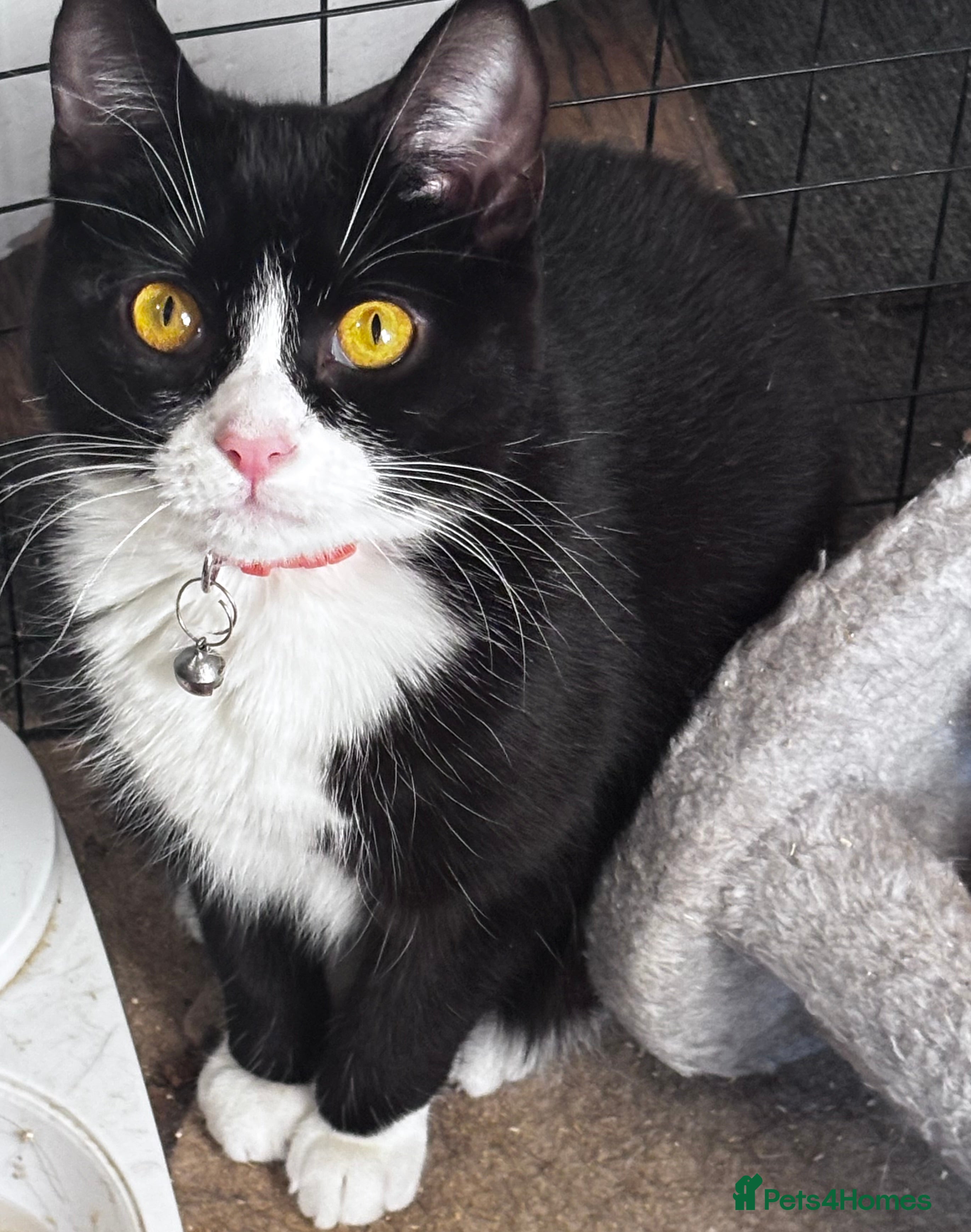 British Shorthair cats Rehoming my 1 year old cat Jessie  - Advert 1