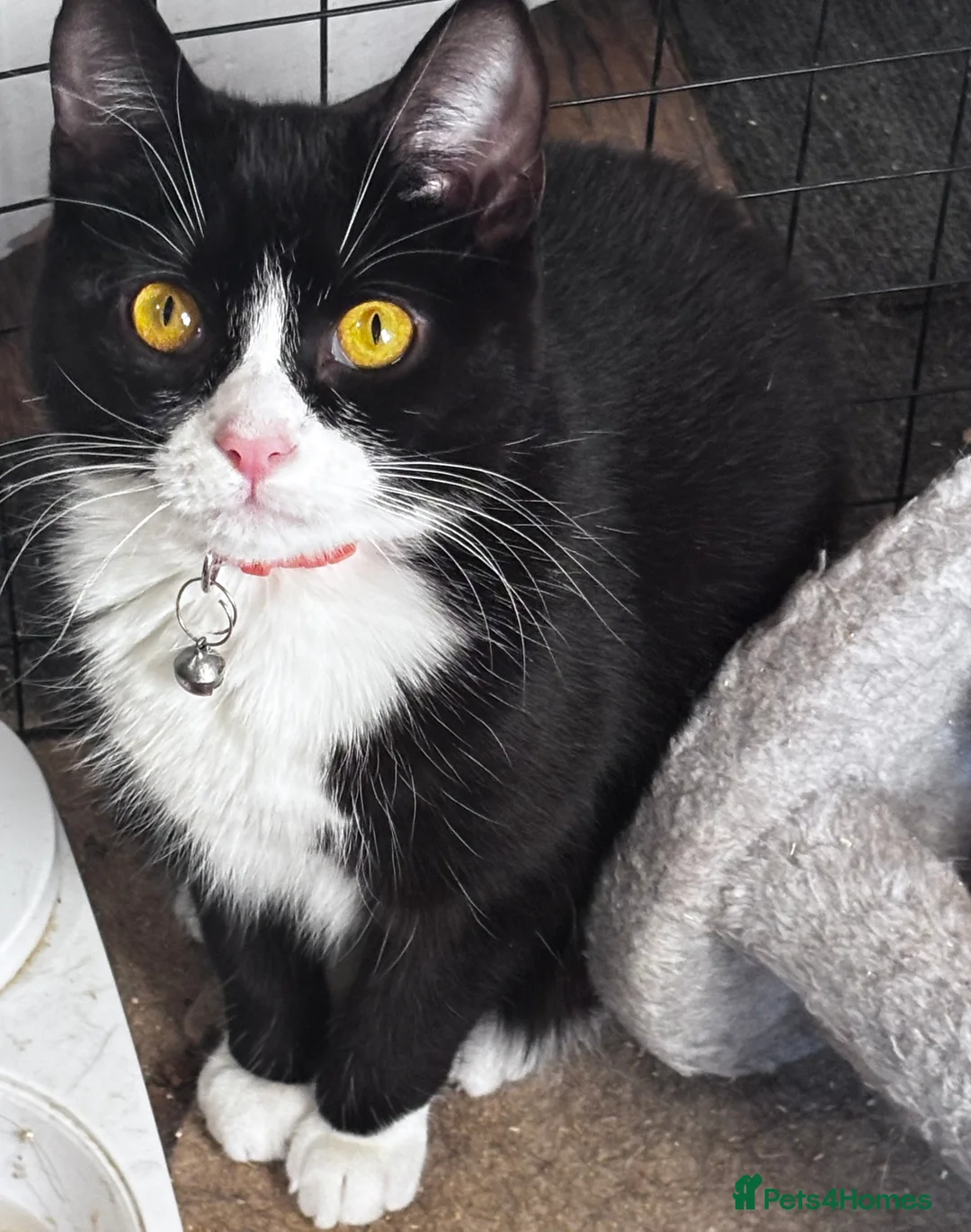 British Shorthair cats for sale: Rehoming my 1 year old cat Jessie  - Advert 1