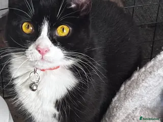 British Shorthair cats Rehoming my 1 year old cat Jessie - Advert 1