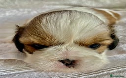 Shih Tzu dogs for sale: Adorable Imperial Shih Tzu Puppies - Advert 13