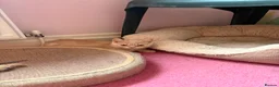 British Shorthair cats for sale: British Short Hair kittens for sale READY TO GO - Advert 9