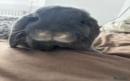 Mini Lop rabbits for sale: Mini loop  - Advert 6