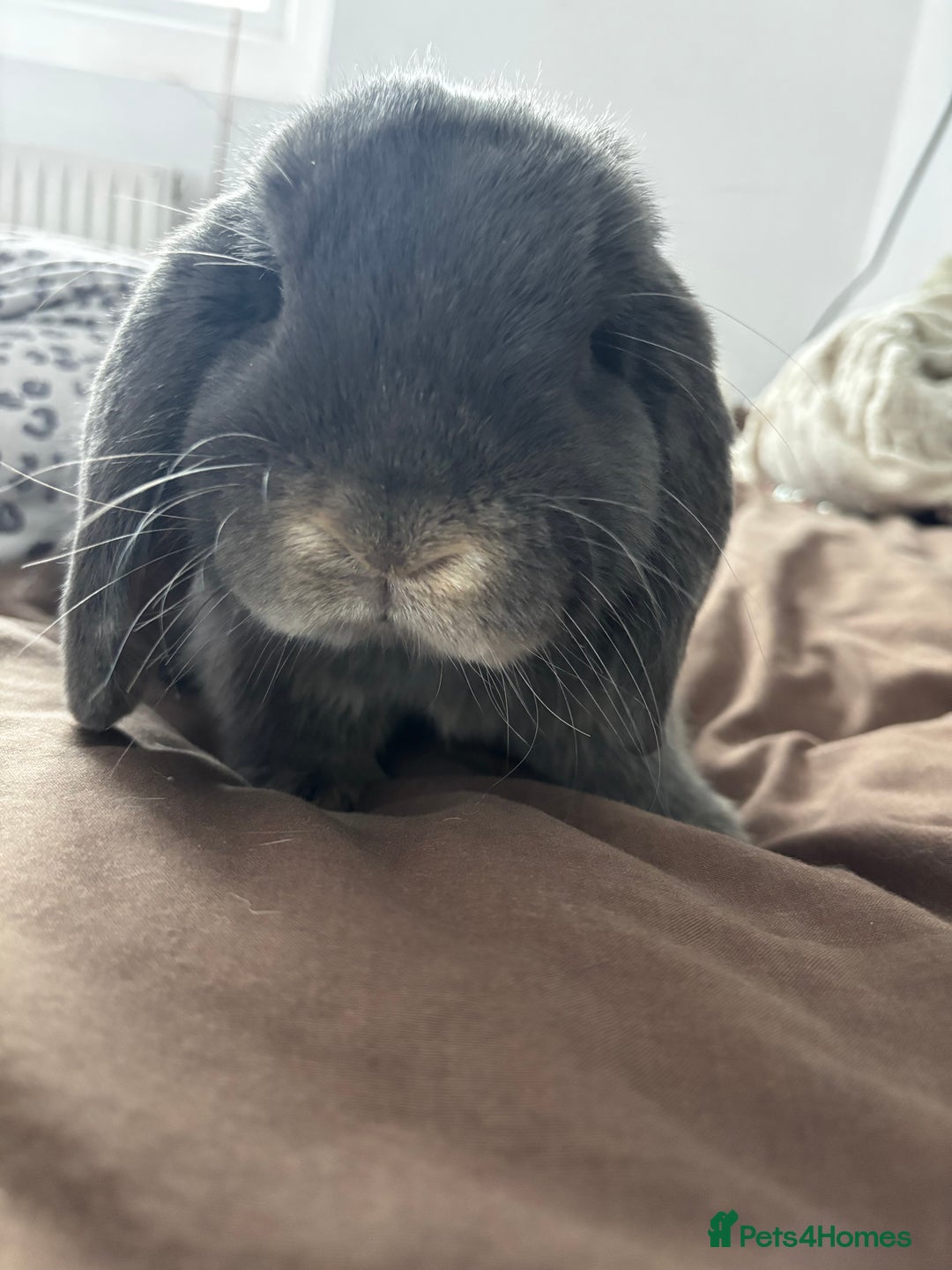 Mini Lop rabbits for sale: Mini loop  - Advert 6