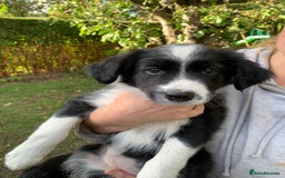 Border Collie dogs for sale: Border Collie Puppies - Image 3