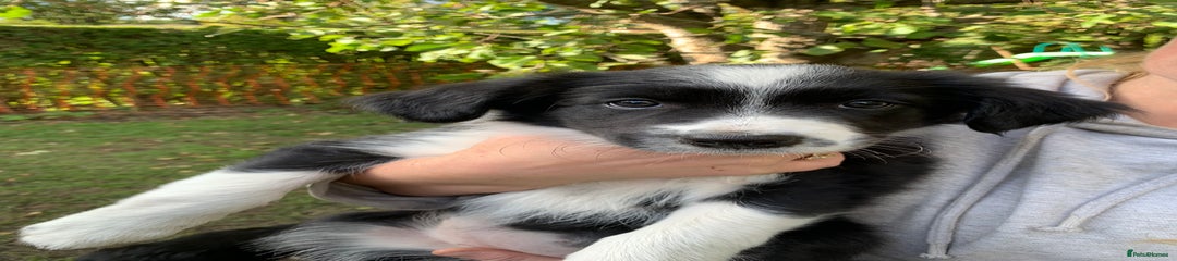 Border Collie Puppy 3