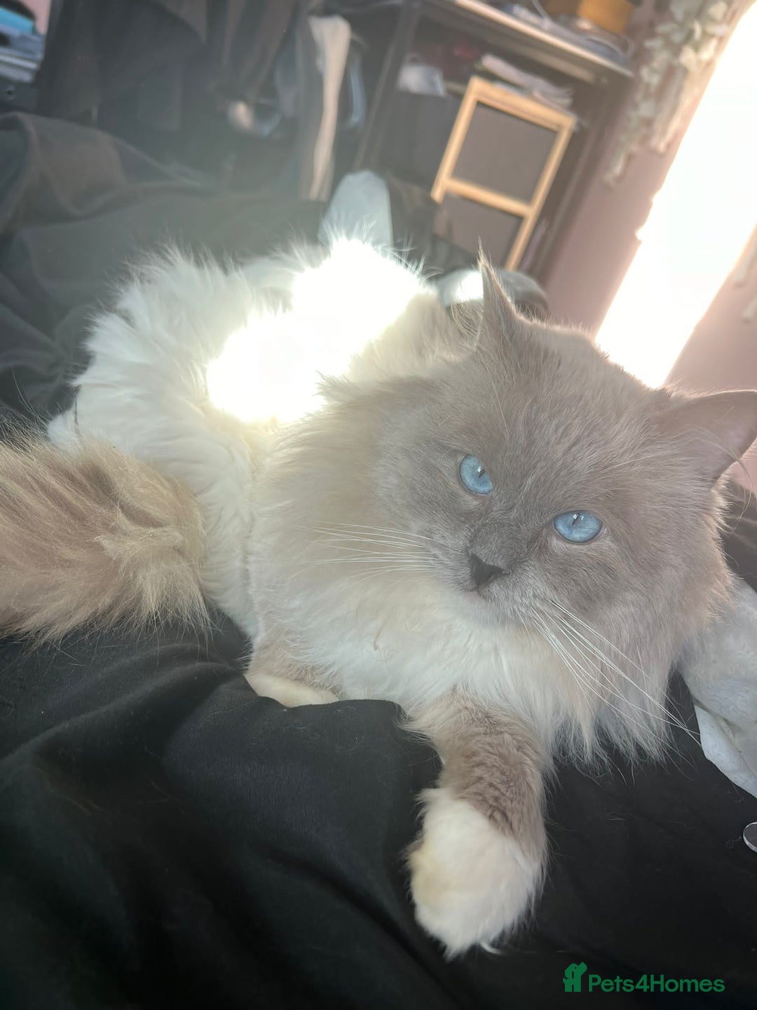 Ragdoll cats for stud: PROVEN GCCF Active Ragdoll Stud Dilute Lilac Genes in Manchester - Image 11