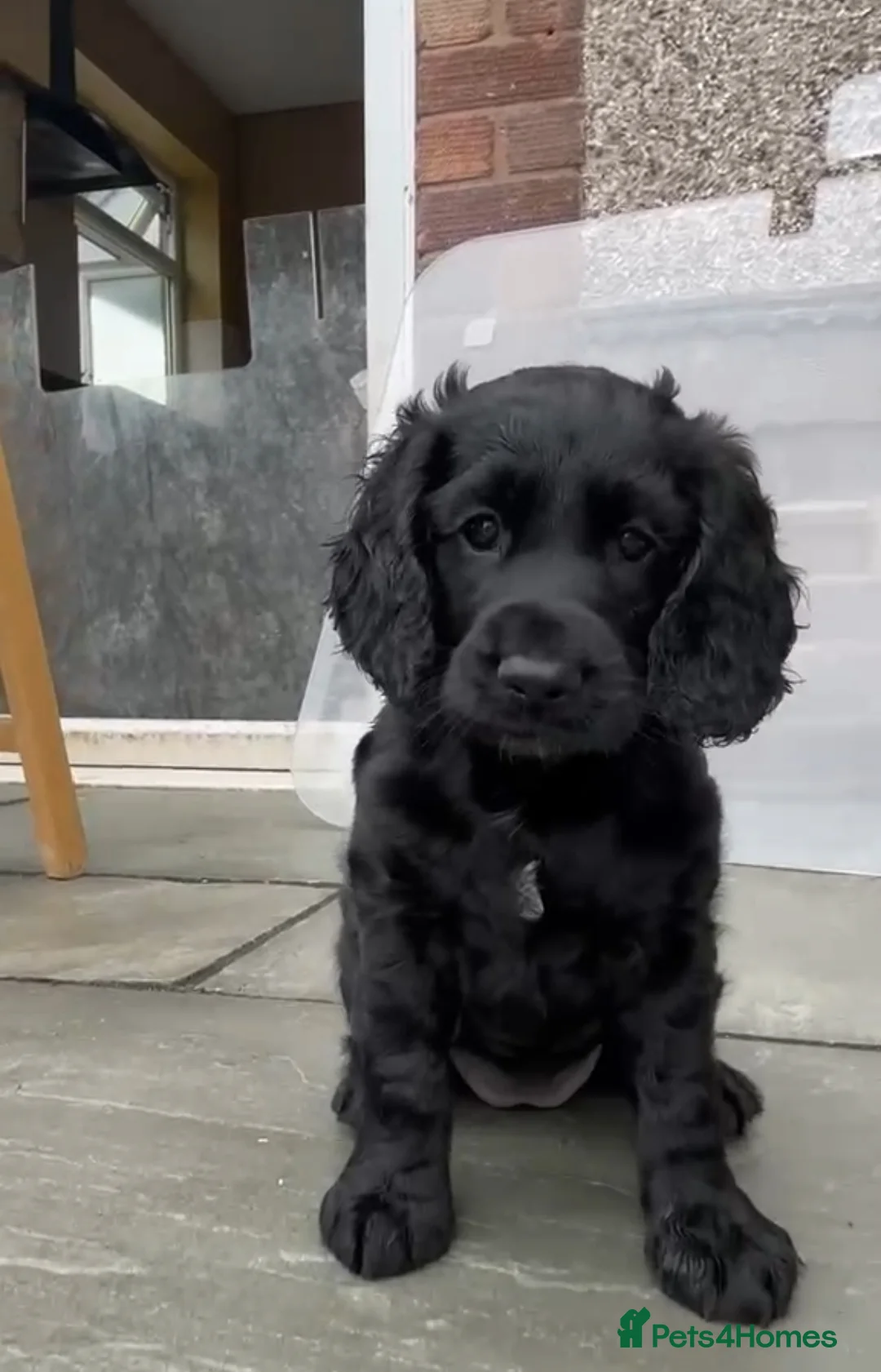 Cockapoo dogs for sale: Beautiful cockapoo puppies 🐾 - Advert 2