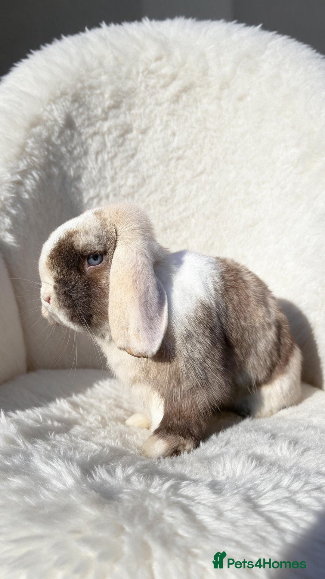 Mini Lop rabbits Chocolate Harli split doe  - Advert 1