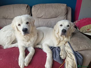 Pyrenean Sheepdog dogs Tatra Shepherd/Owczarek Podhalański (negotiable*) - Advert 15