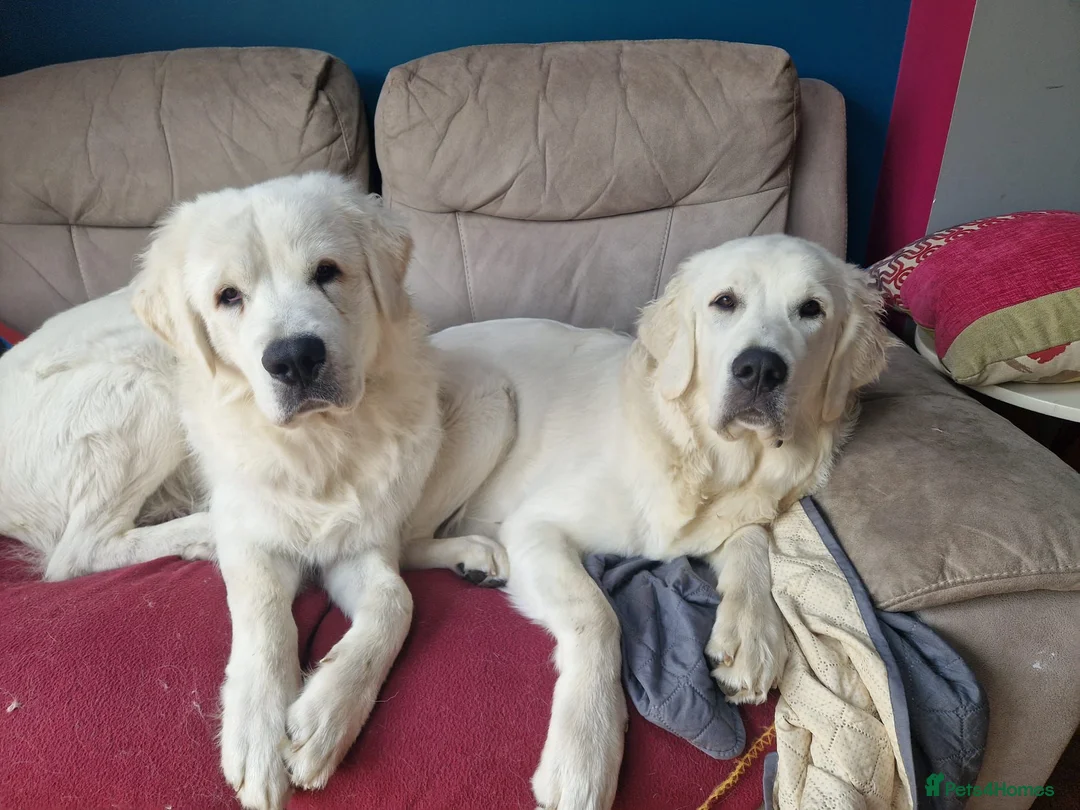 Pyrenean Sheepdog dogs for sale: Tatra Shepherd/Owczarek Podhalański PREMIUM MALE - Advert 1