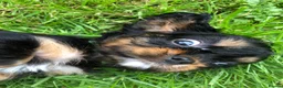 Cavalier King Charles Spaniel dogs for sale: Cavalier King Charles puppies  - Advert 25