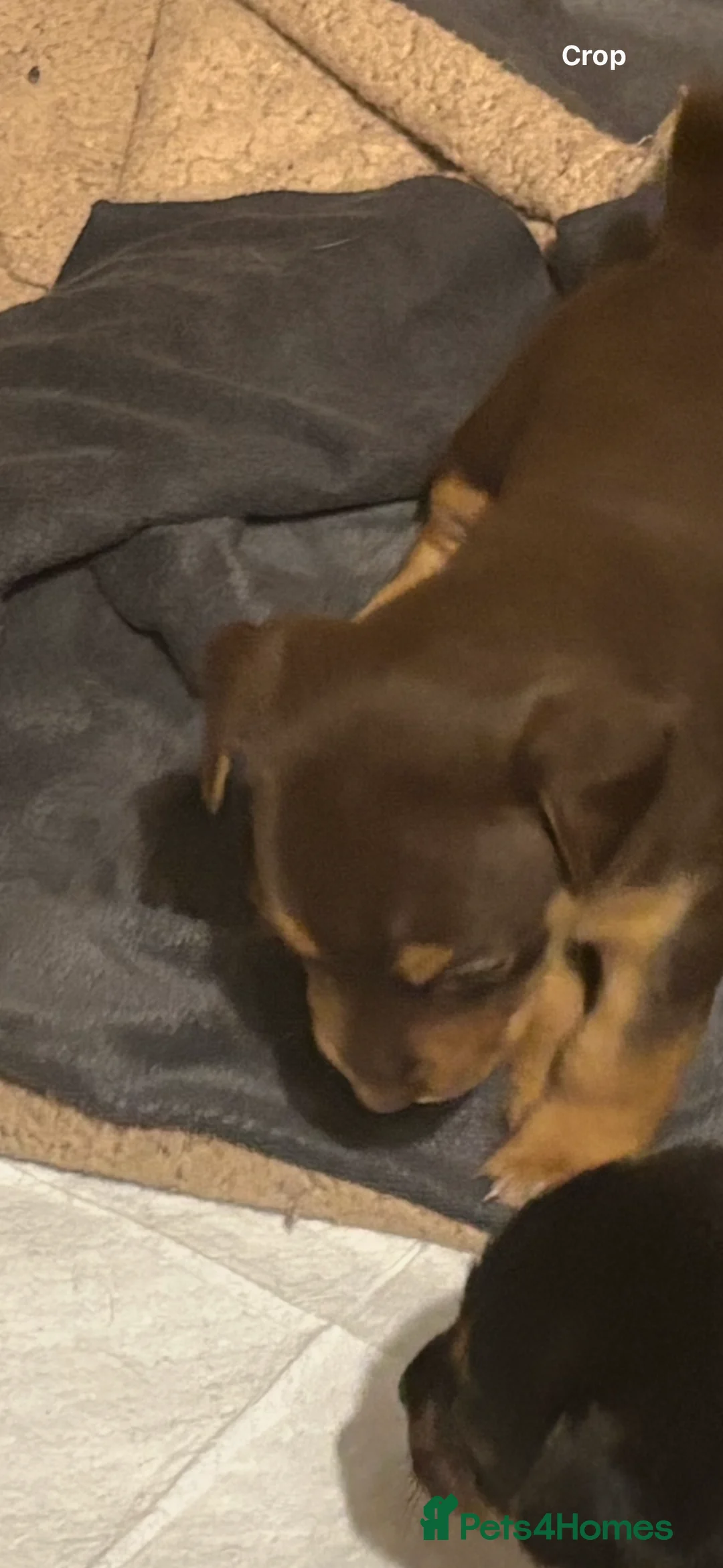 Jack Russell dogs for sale: Trad.family short legged short hair- ready!! - Advert 22