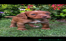 Cocker Spaniel dogs for sale: Ready to leave - Champion bred working cocker pups - Image 12