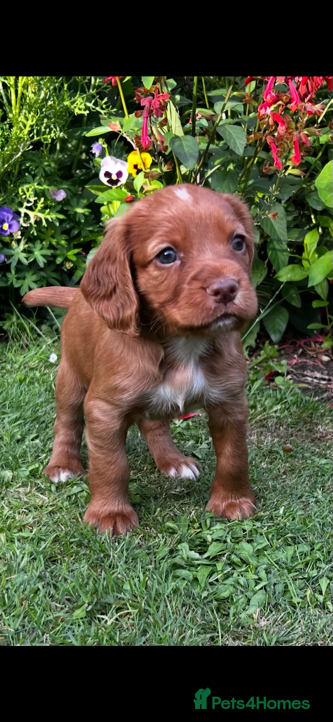 Cocker Spaniel dogs for sale: Ready to leave - Champion bred working cocker pups - Image 12