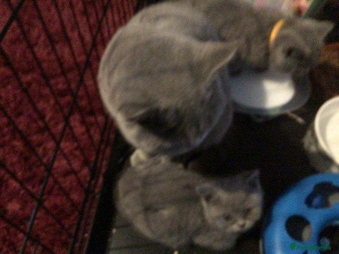British Shorthair cats for sale: Beautiful blue kittens  - Advert 6