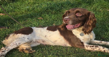 English Springer Spaniel dogs - Advert 7