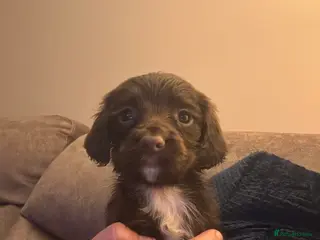 Sprocker dogs Sprocker Bitch puppy ready to go - Advert 3