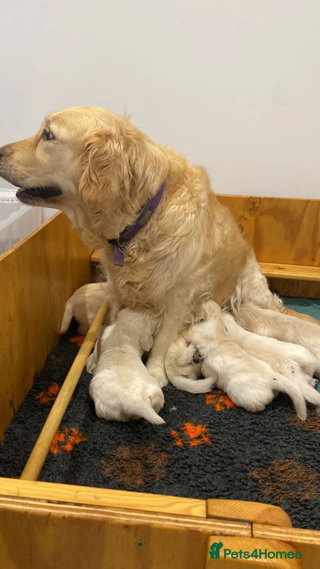 Golden Retriever dogs for sale: Golden Retriever - Advert 1