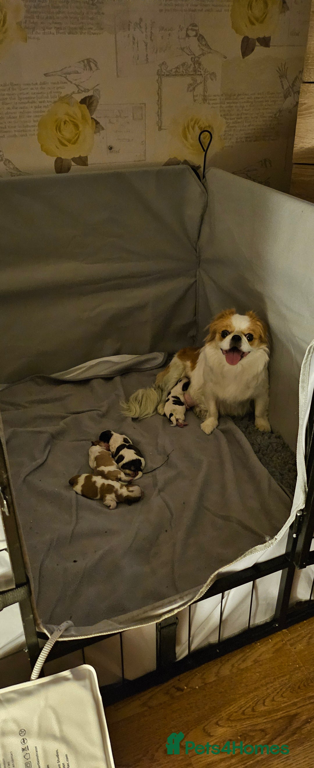 Mixed Breed dogs for sale: 4 beautiful little puppies chihuahua/shih tzu X - Advert 18