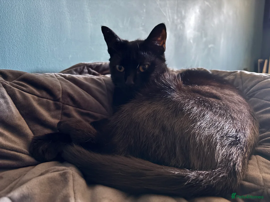 Bombay cats for sale: Lovely girl that needs a new home  - Advert 2